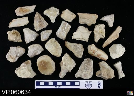 undet. Mosasauridae