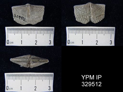 Mucrospirifer sp.