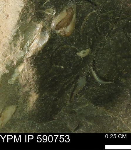 undet. Bivalvia