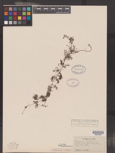 Utricularia purpurea