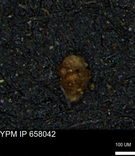 Verneuilinoides hectori