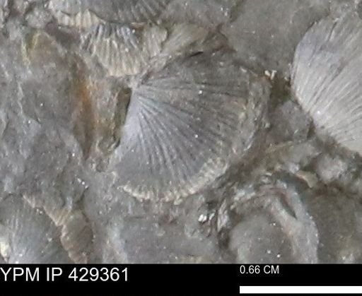 Devonochonetes scitulus