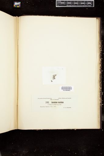 Ceramium cruciatum