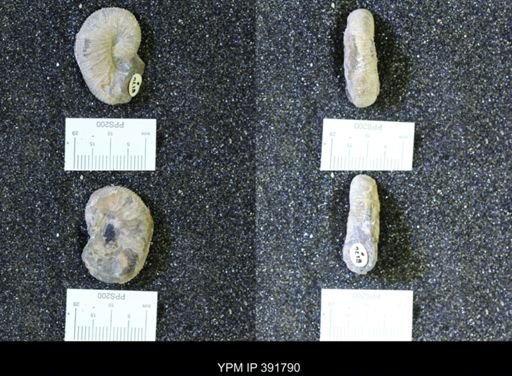 Scaphites whitfieldi