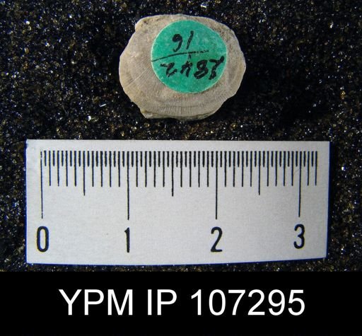 Dalmanella sp.