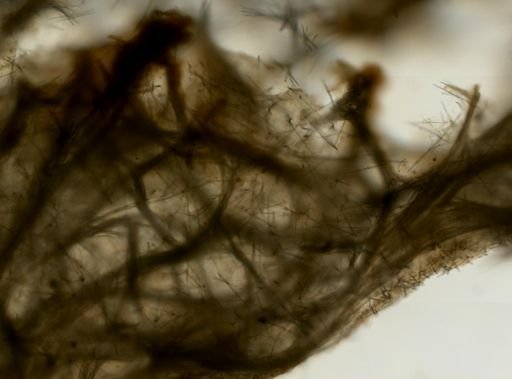 Mycale (Zygomycale) parishii
