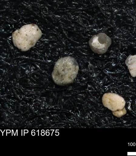 undet. Foraminiferida