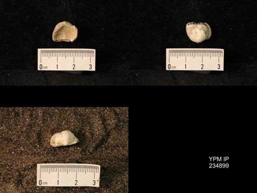 Marginifera fragilis