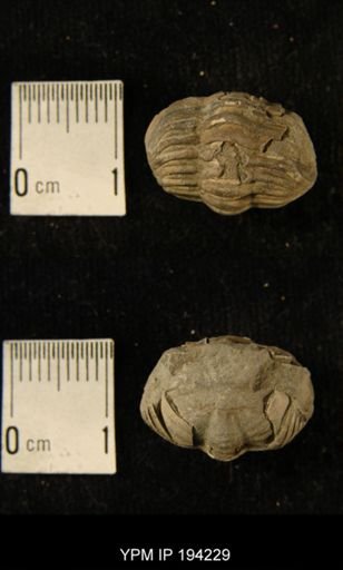Phacops rana