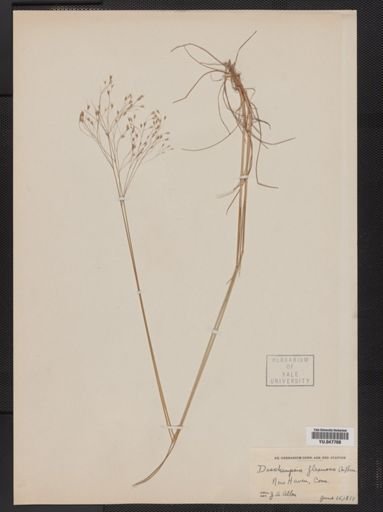 Deschampsia flexuosa