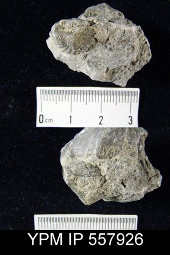 Cyrtina sp.