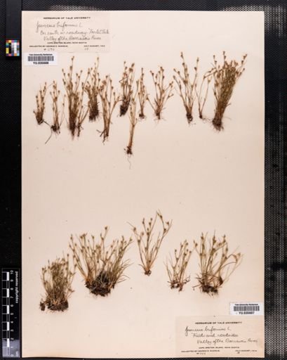 Juncus bufonius