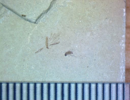 undet. Diptera