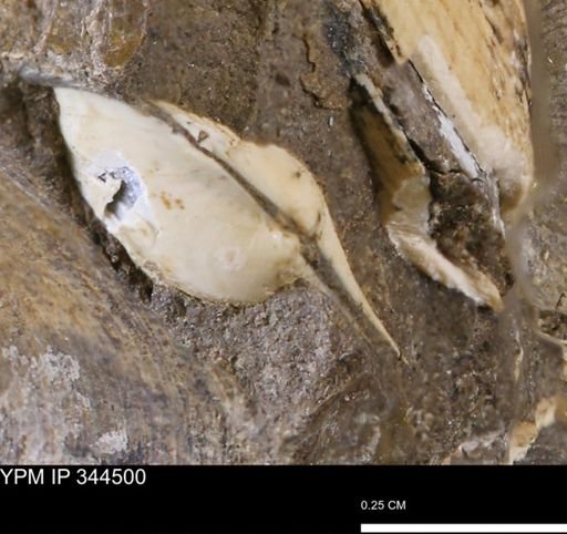 undet. Bivalvia