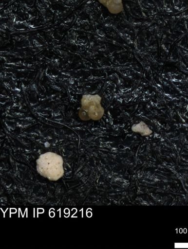 undet. Foraminiferida