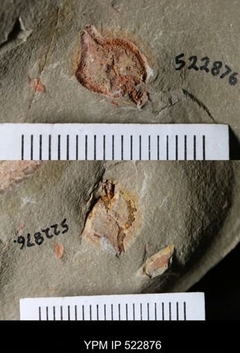 Phyllocystis?