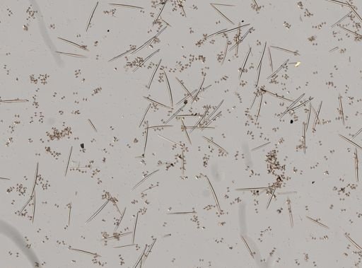Ephydatia fluviatilis