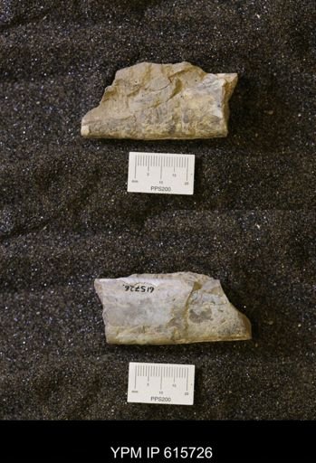 Baculites sp.