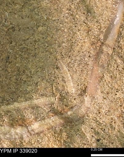 undet. Bivalvia