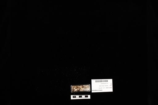 Gehyra marginata
