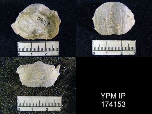 Productus magnicostatus