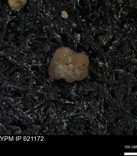 undet. Rugoglobigerinidae