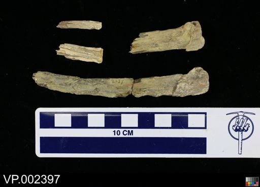 Pteranodon comptus