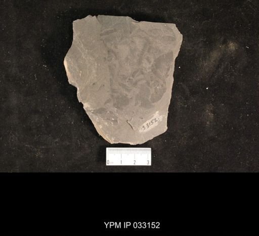 Mormolucoides articulatus