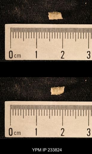 Archaeocidaris sp.