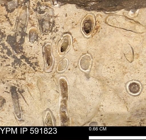 Serpulidae
