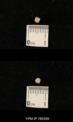 undet. Bryozoa