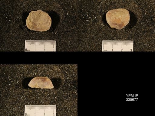 Linoproductus sp.