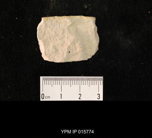 Probnis speciosa
