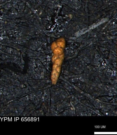 Verneuilinoides kansasensis