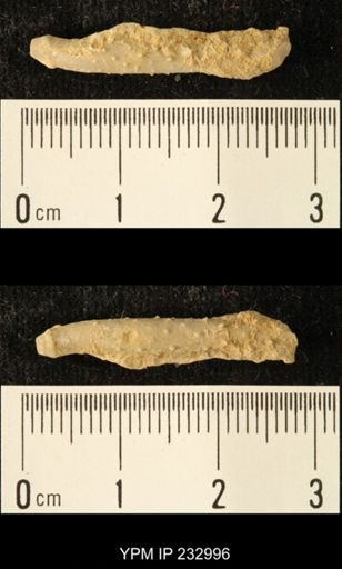 Archaeocidaris sp.