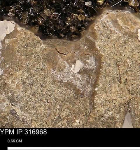undet. Bivalvia