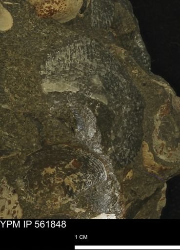 Oxytoma (Hypoxytoma) nebrascana
