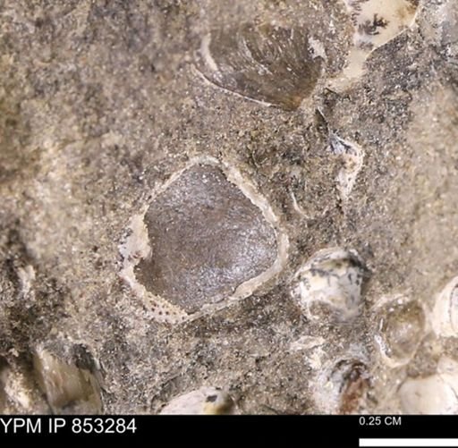 Protocardia sp.