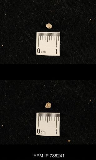 undet. Crinoidea