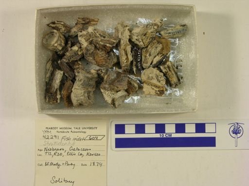 undet. Saurodontidae
