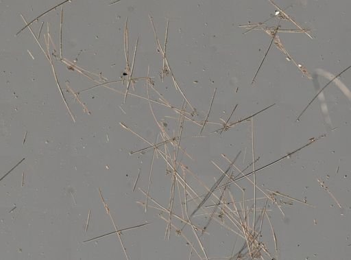 Craniella cranium