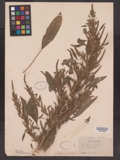 Amaranthus altissimus