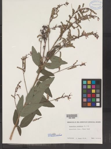 Desmodium canadense