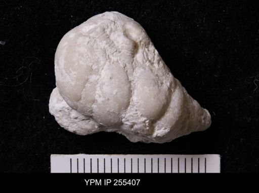 Agelasida
