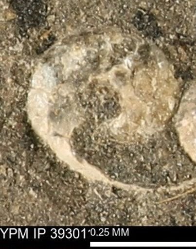 Gastropoda?