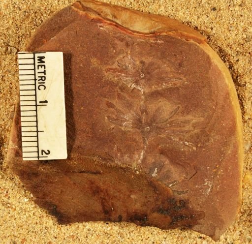 Annularia