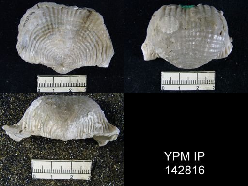Productus (Dictyoclostus) indicus
