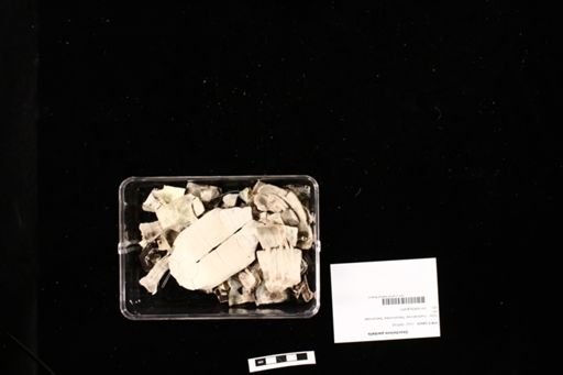 Geochelone pardalis