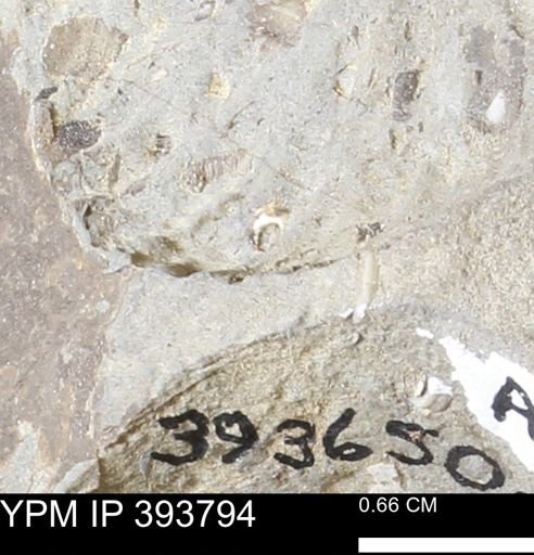 undet. Serpulidae