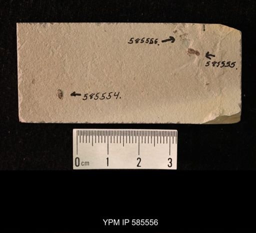 undet. Hymenoptera
